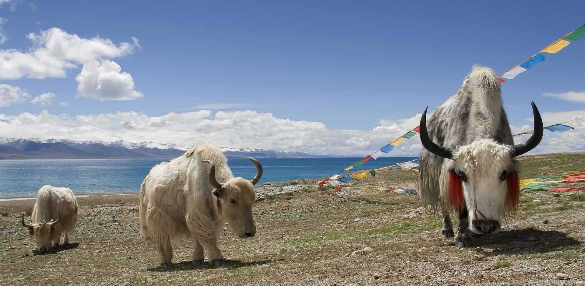 Namtso Lake