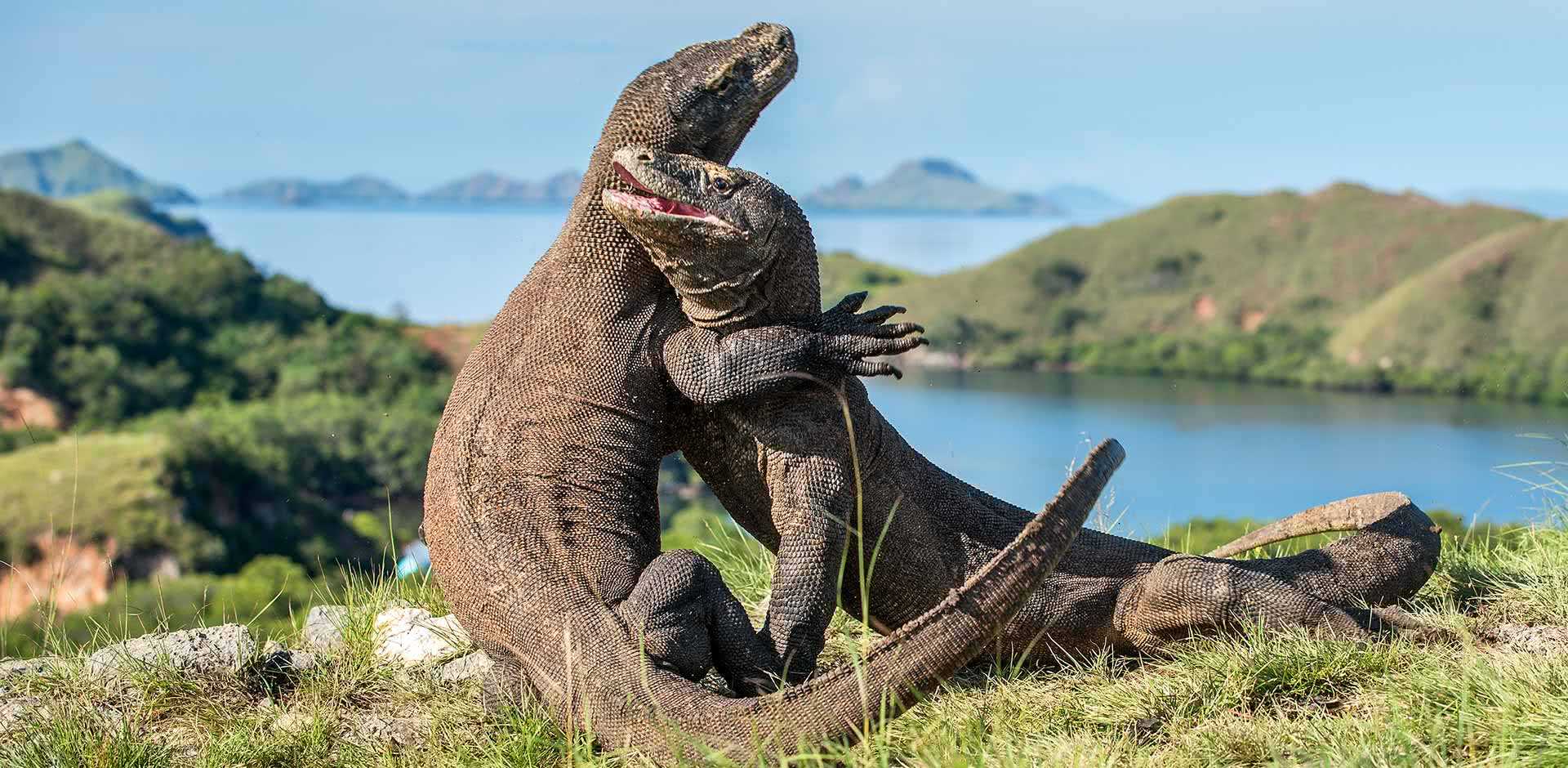 Komodo National Park