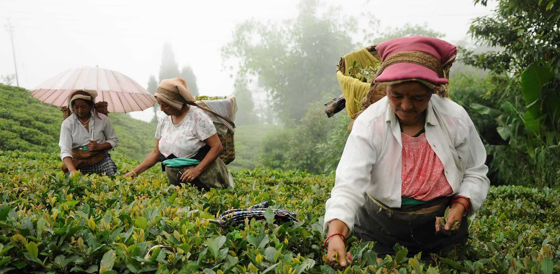 Darjeeling