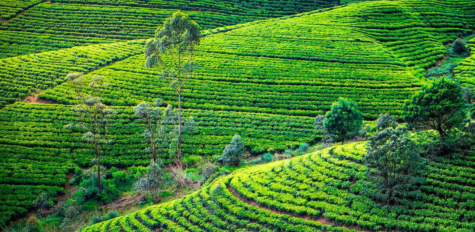 Nuwara Eliya | Sri Lanka | Luxe and Intrepid Asia | Remote Lands