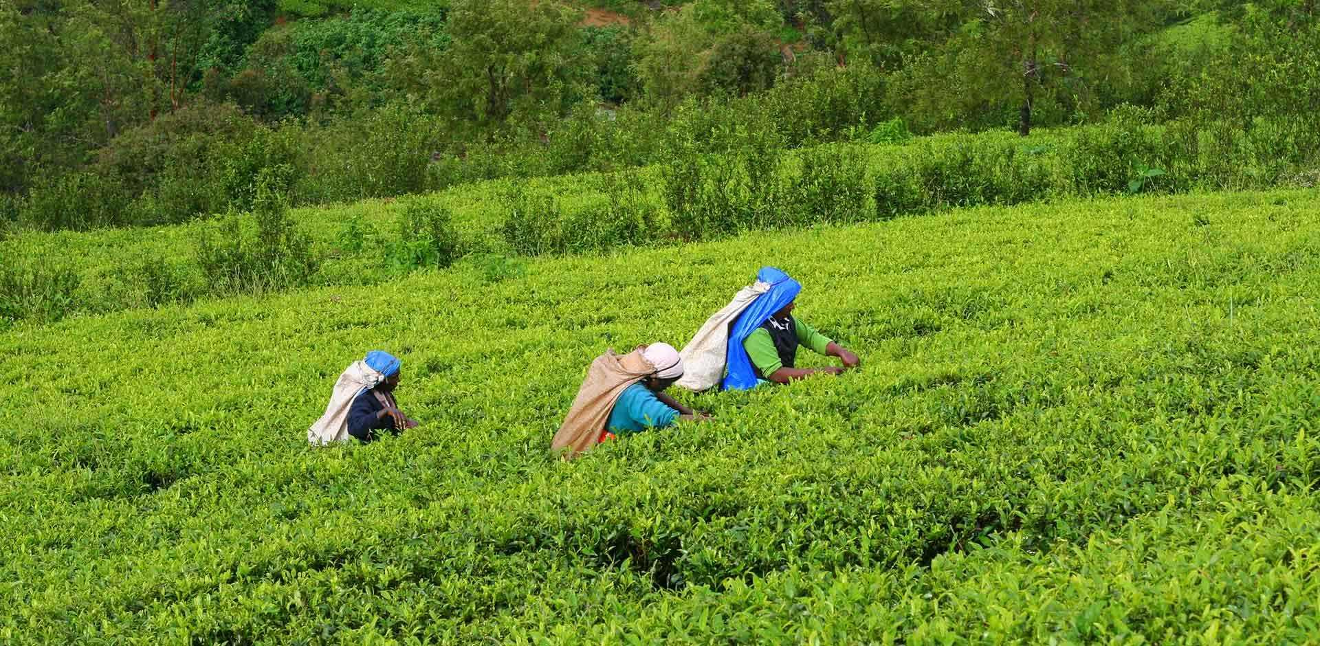 Nuwara Eliya