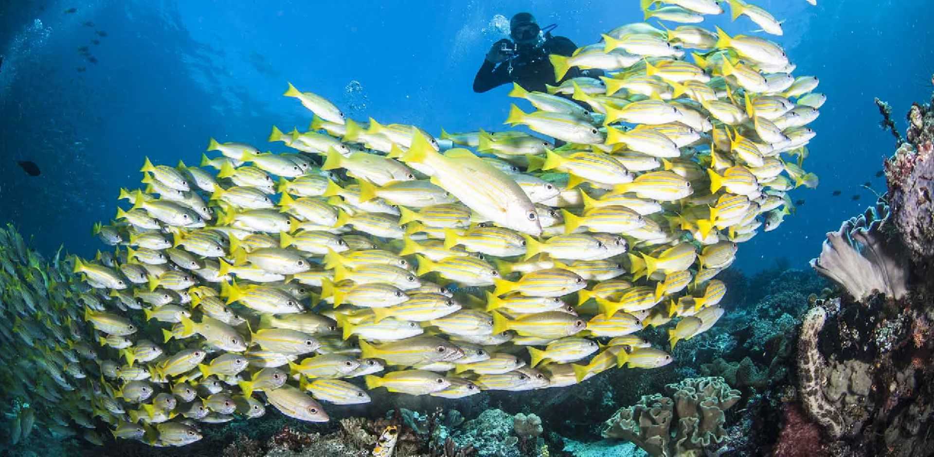 Raja Ampat