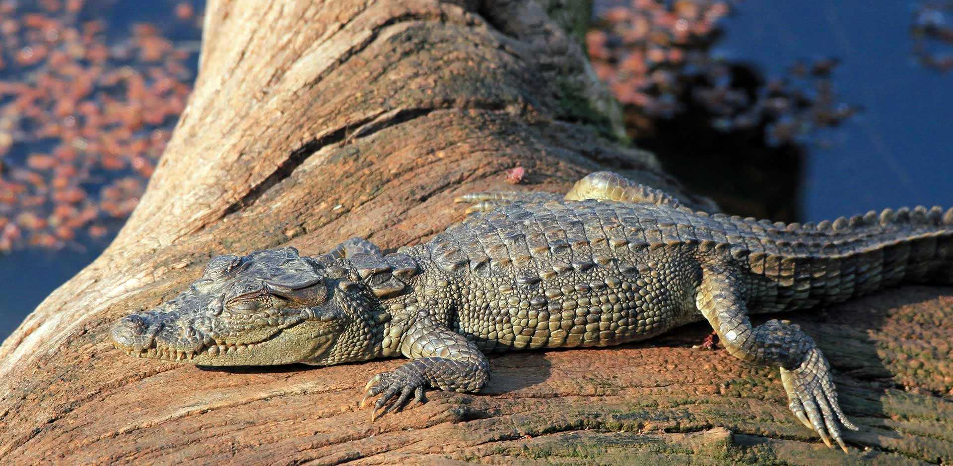 Ranthambhore