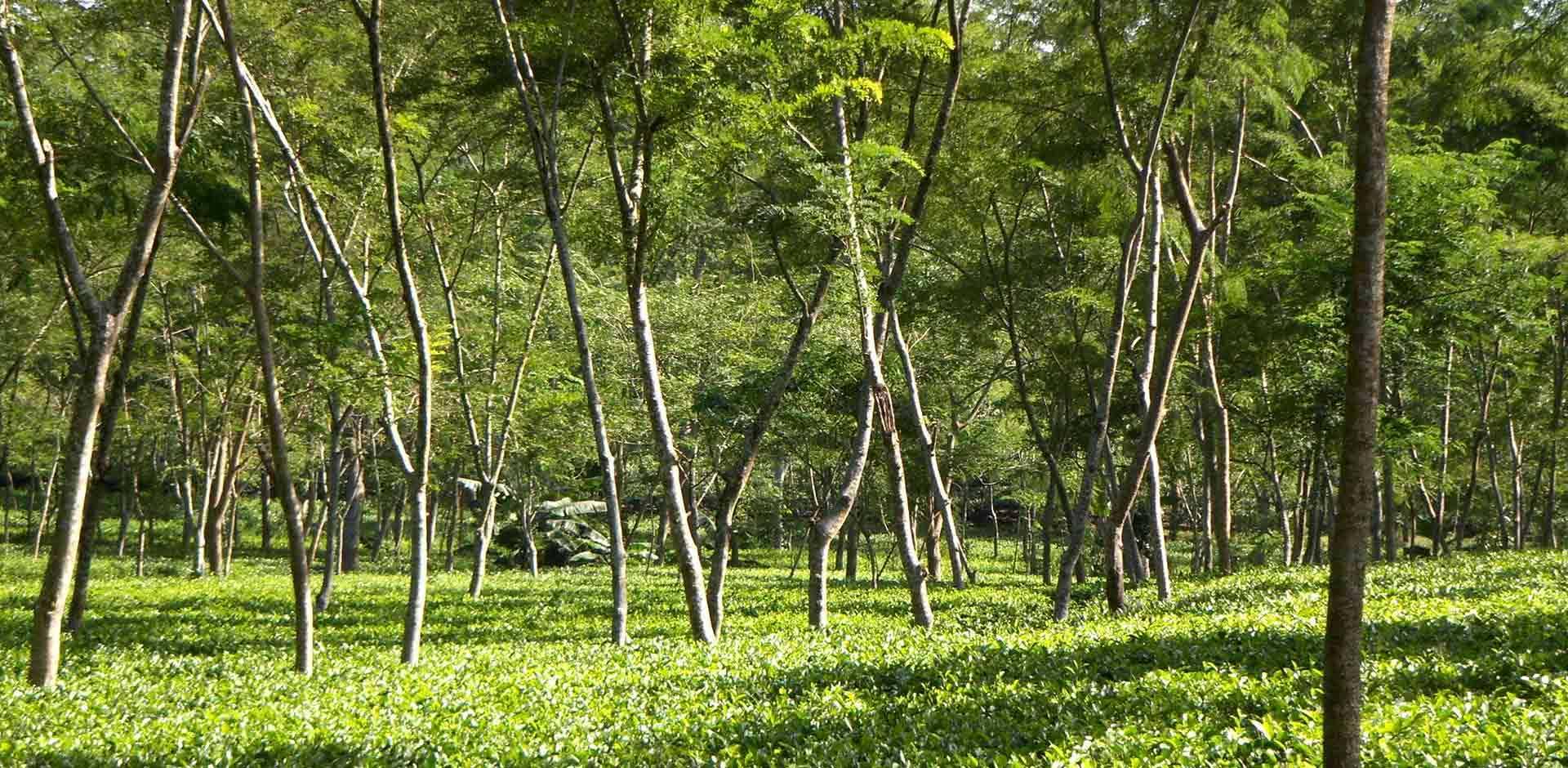 Sylhet