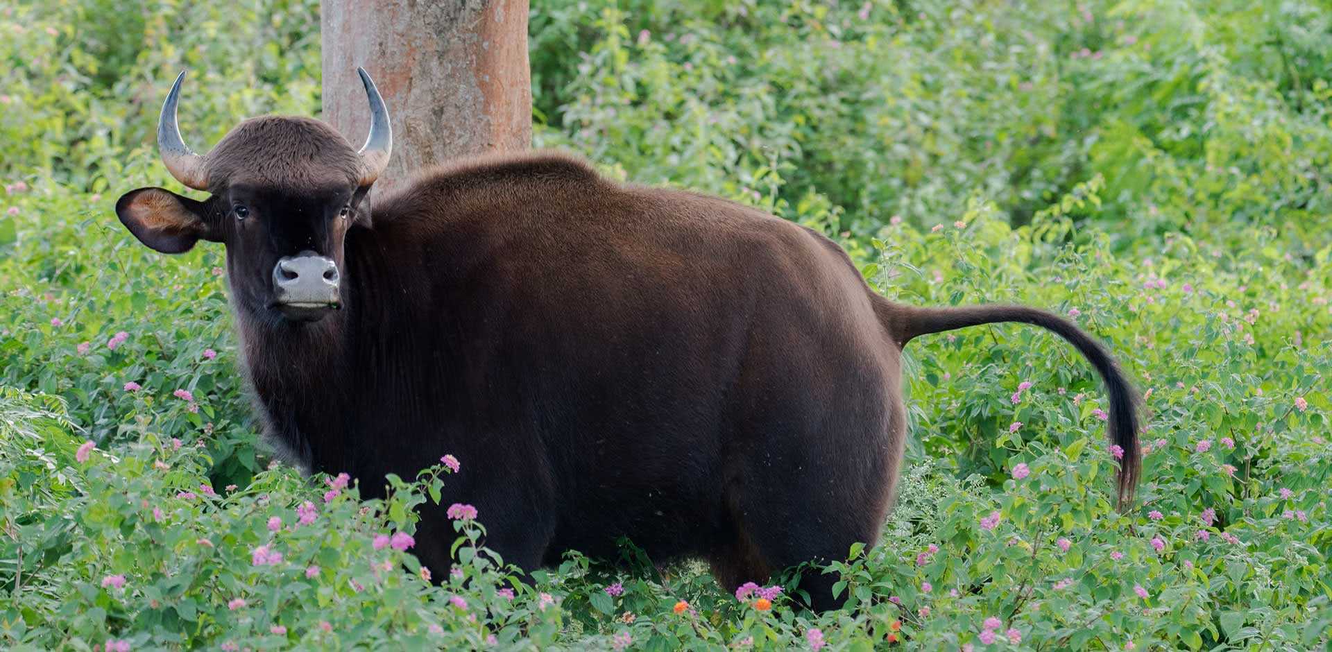 Nagarhole & Bandipur