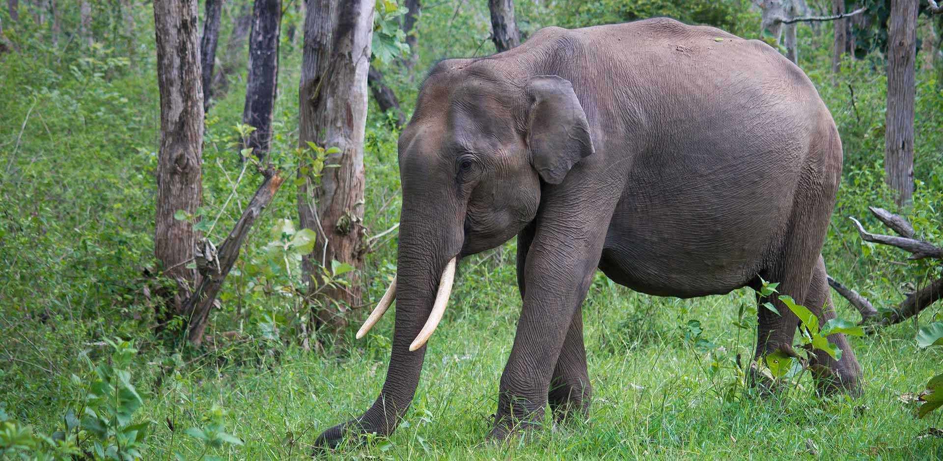 Nagarhole &amp; Bandipur