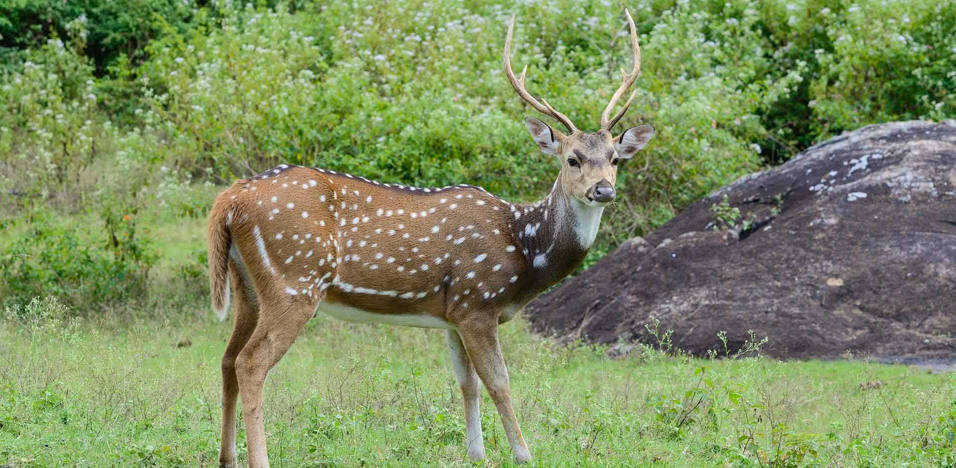 Nagarhole &amp; Bandipur