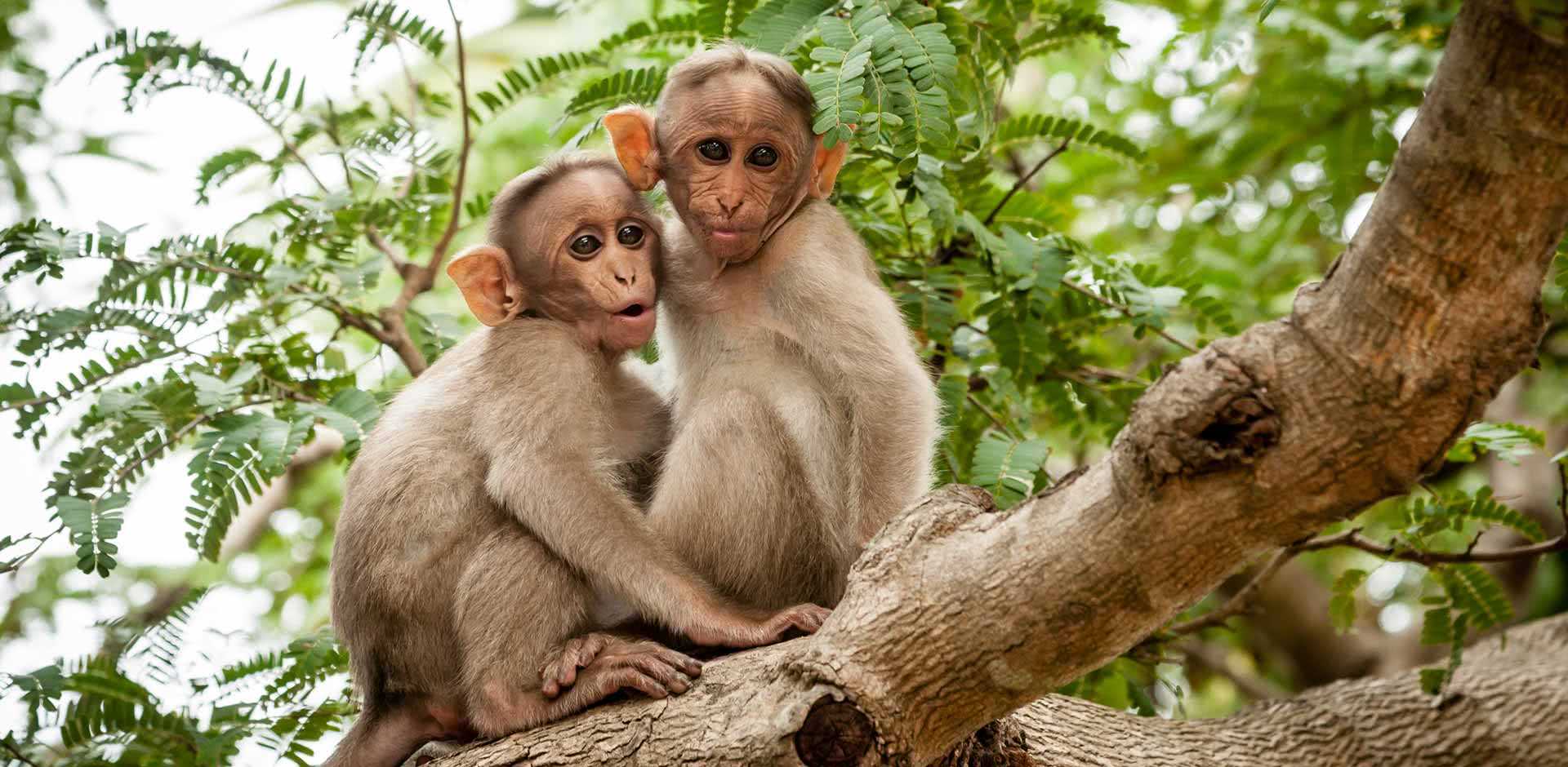 Nagarhole &amp; Bandipur