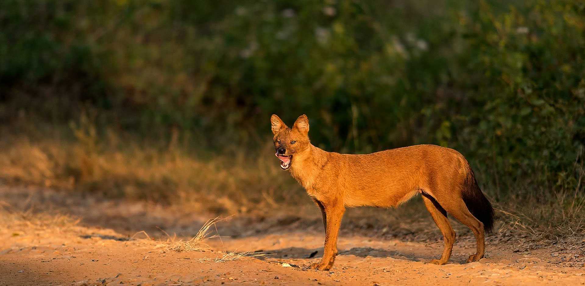 Nagarhole &amp; Bandipur