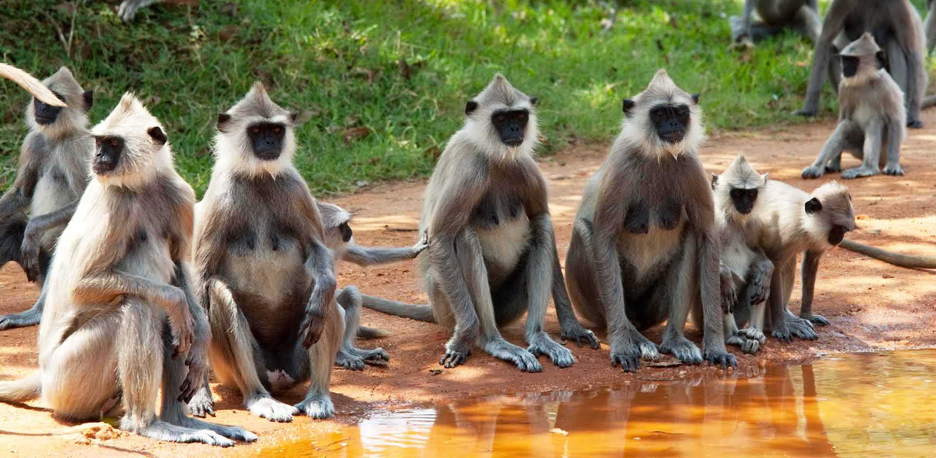 Anuradhapura