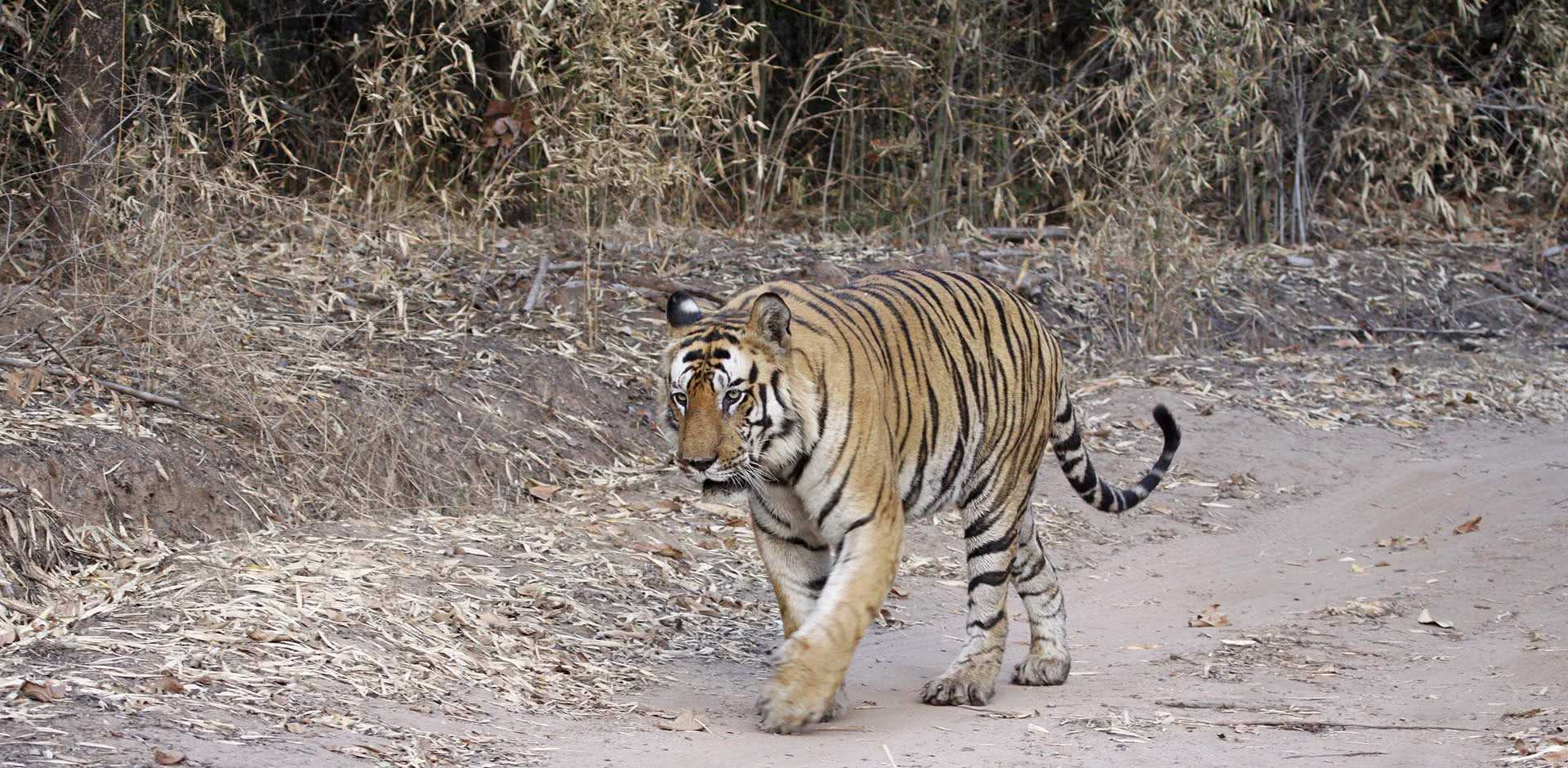 Bandhavgarh National Park
