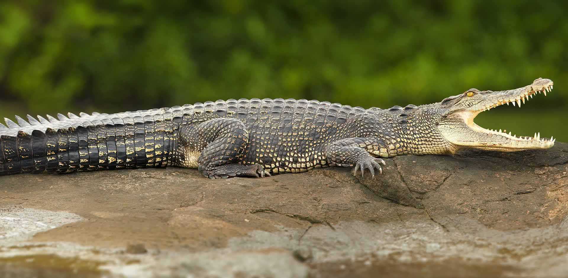 Bardia National Park
