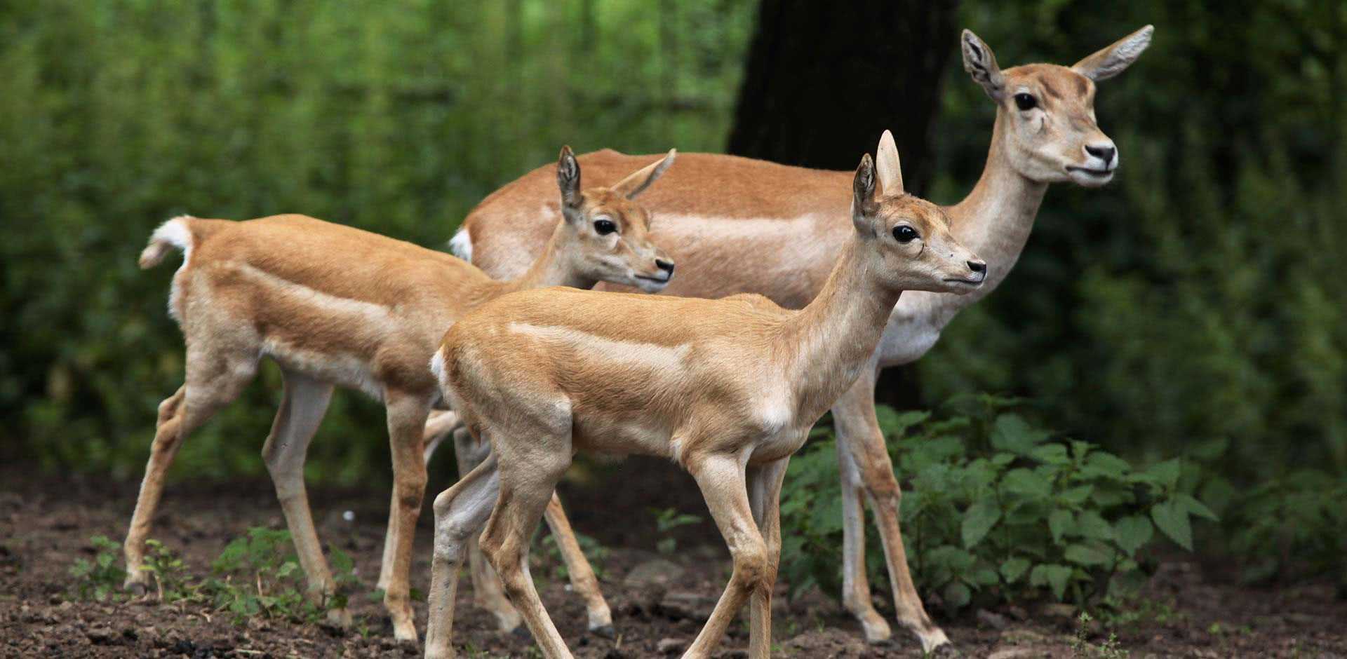 Bardia National Park
