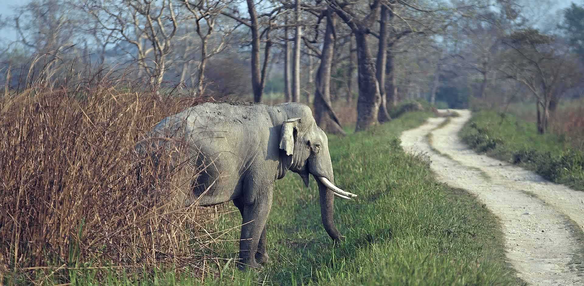Assam