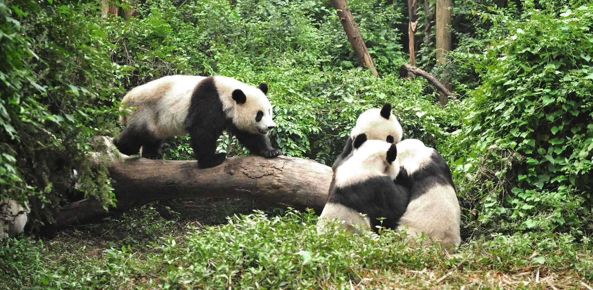 Chengdu