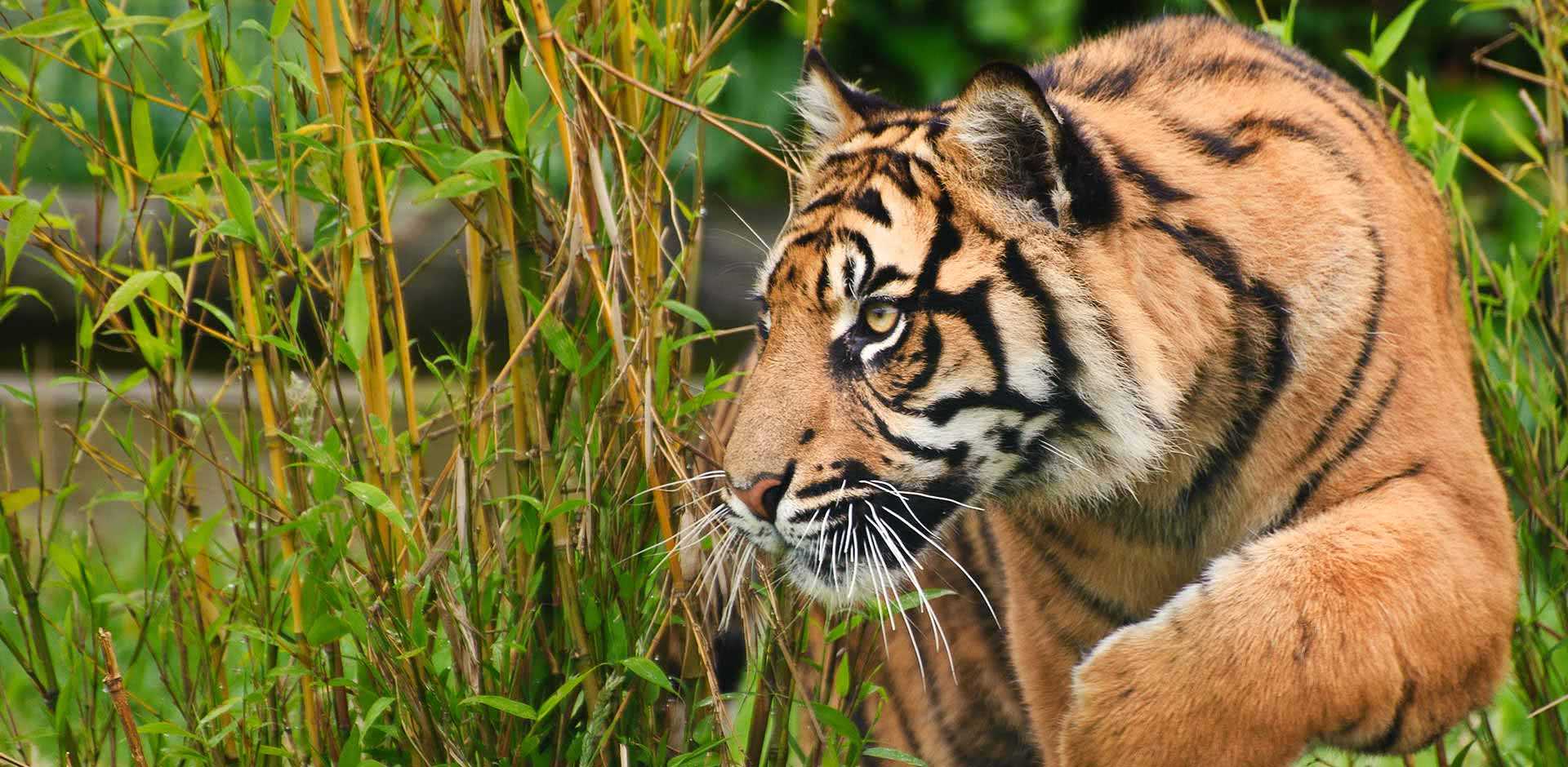 Sumatra