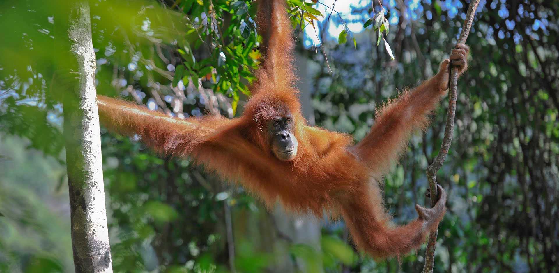 Sumatra