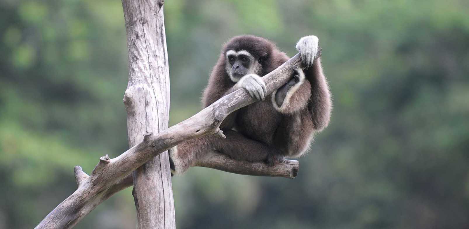 Temburong Brunei Luxe and Intrepid Asia Remote Lands