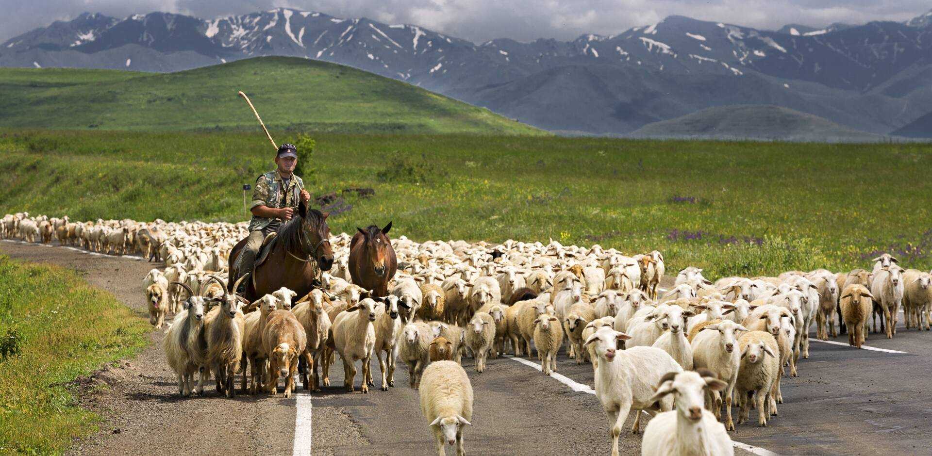Goris