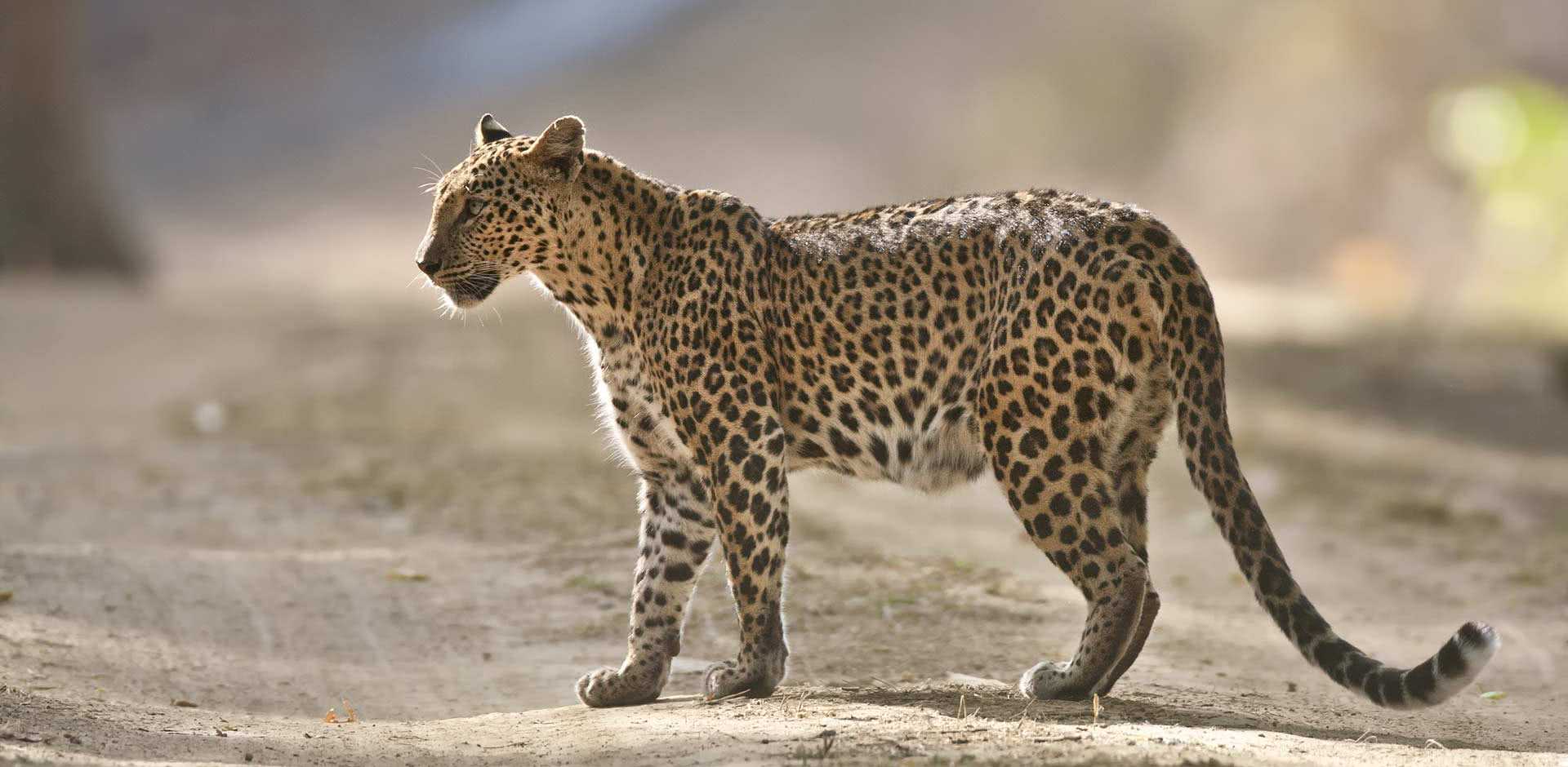 Kanha National Park