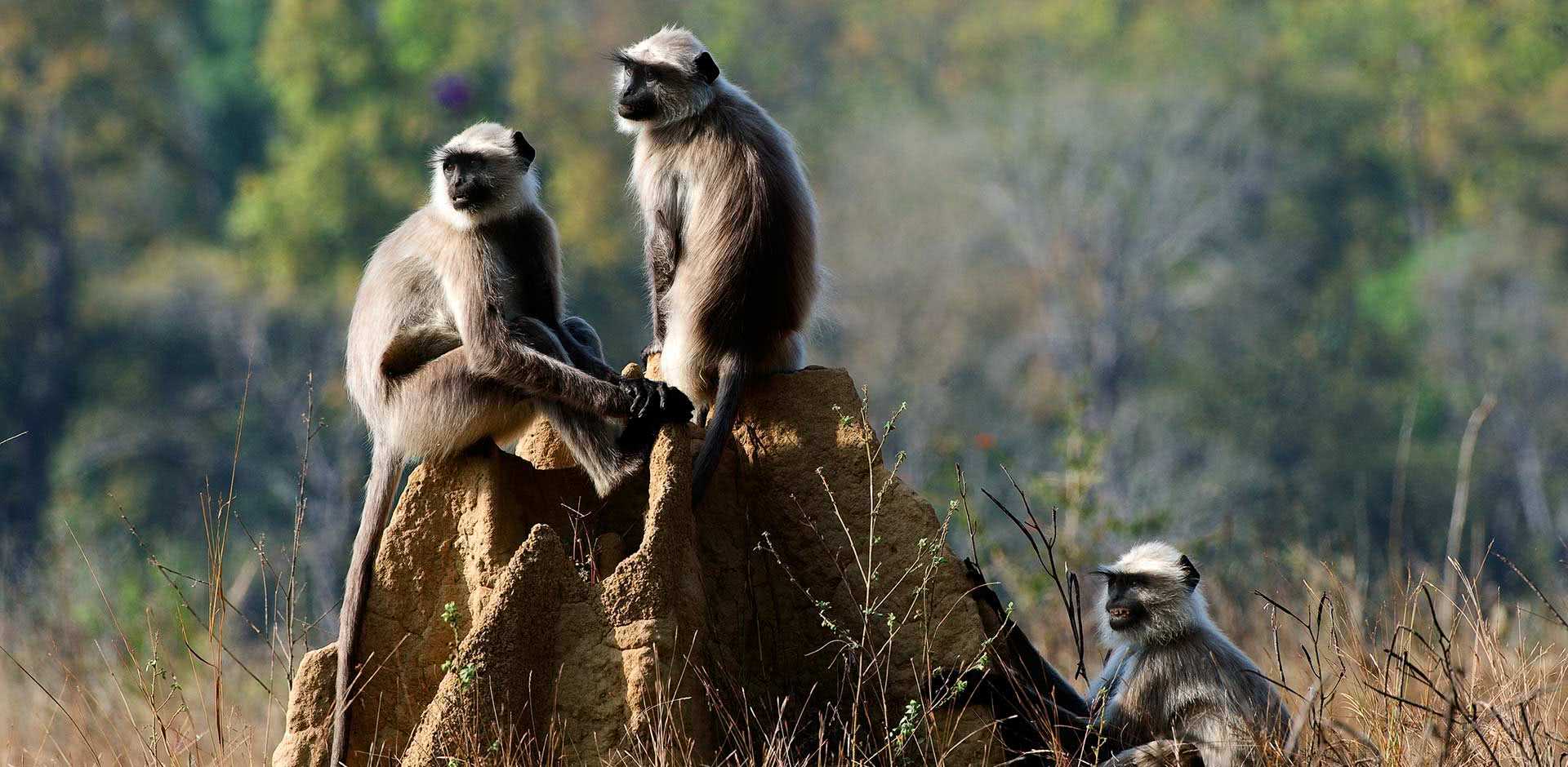 Kanha National Park