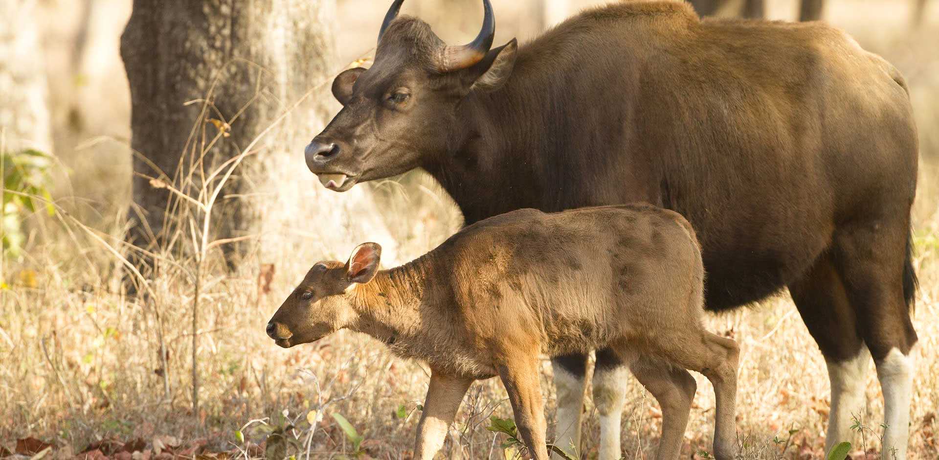 Satpura National Park