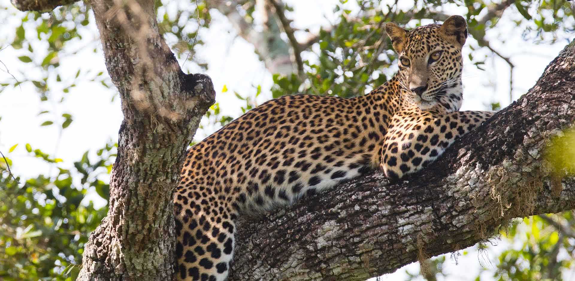 Yala National Park