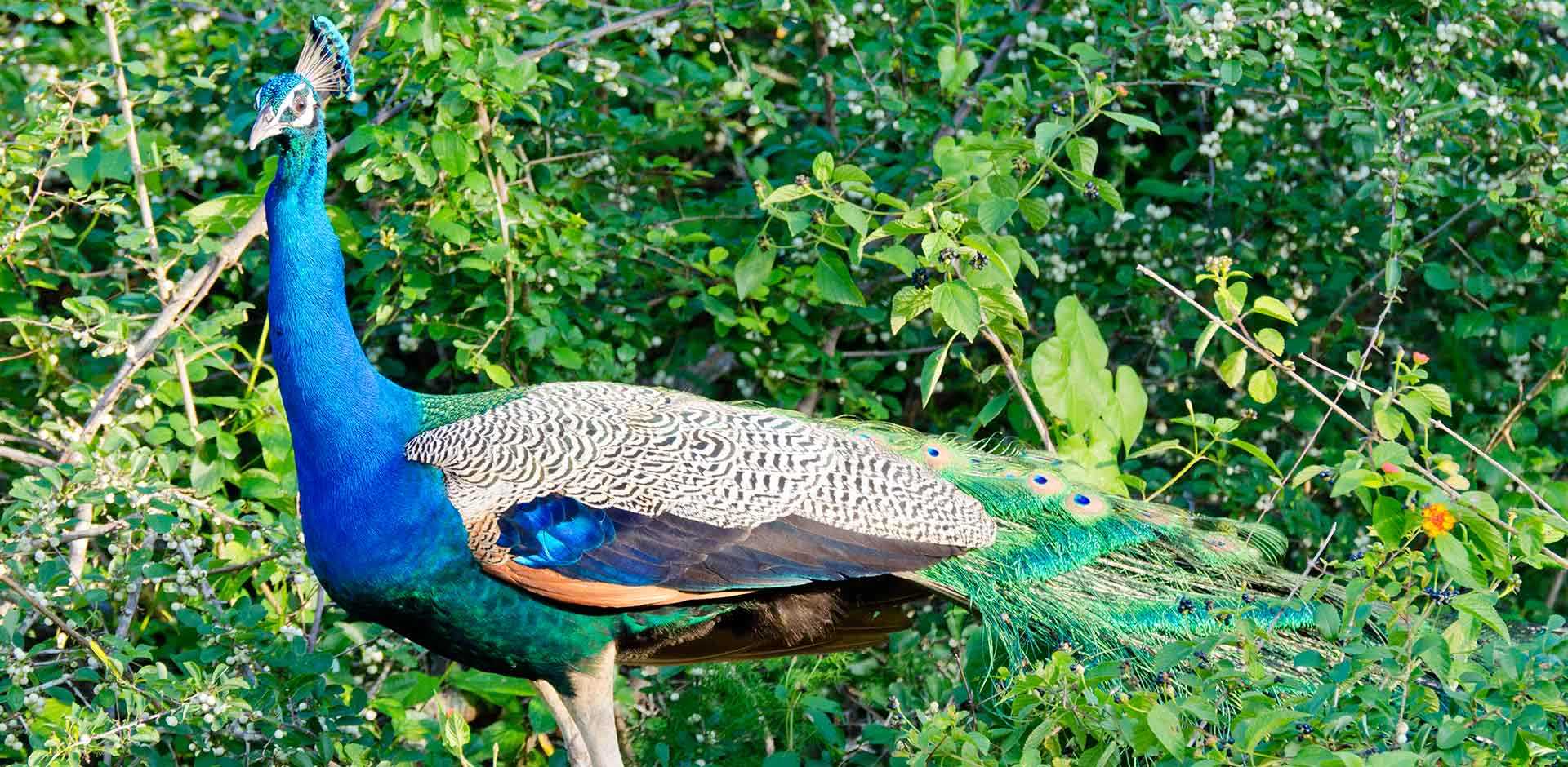 Yala National Park