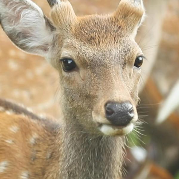 A M A N · J E T · E X P E D I T I O N S

Meet the friendly deers of Nara, Japan.