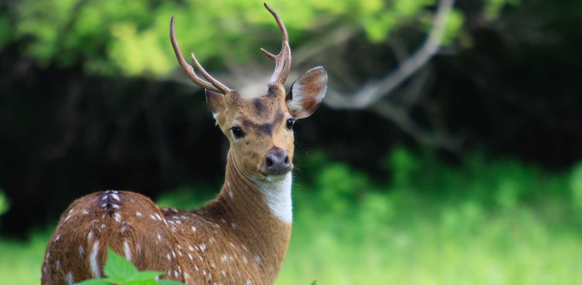 Yala National Park