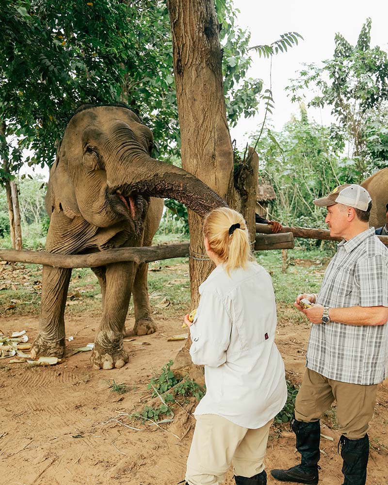 Elephants-in-Laos.jpg