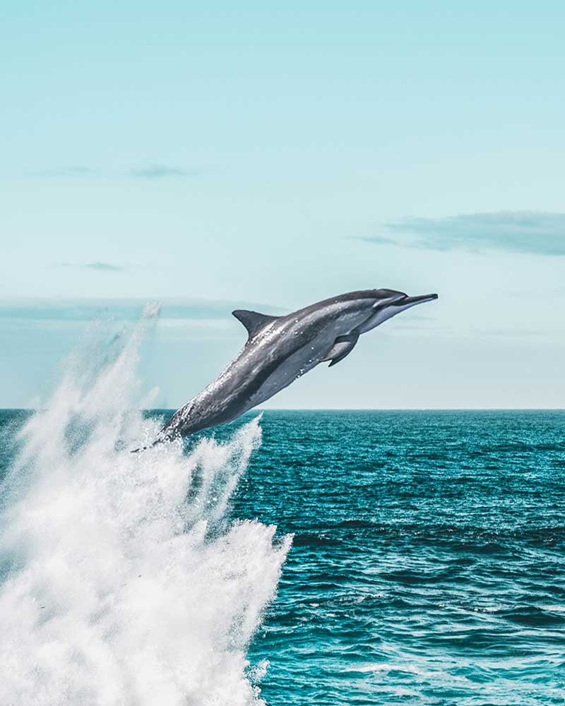 Dolphin-spotting-Maldives-4.jpg