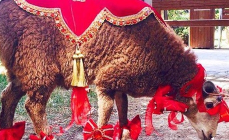 Kurban Bayram
