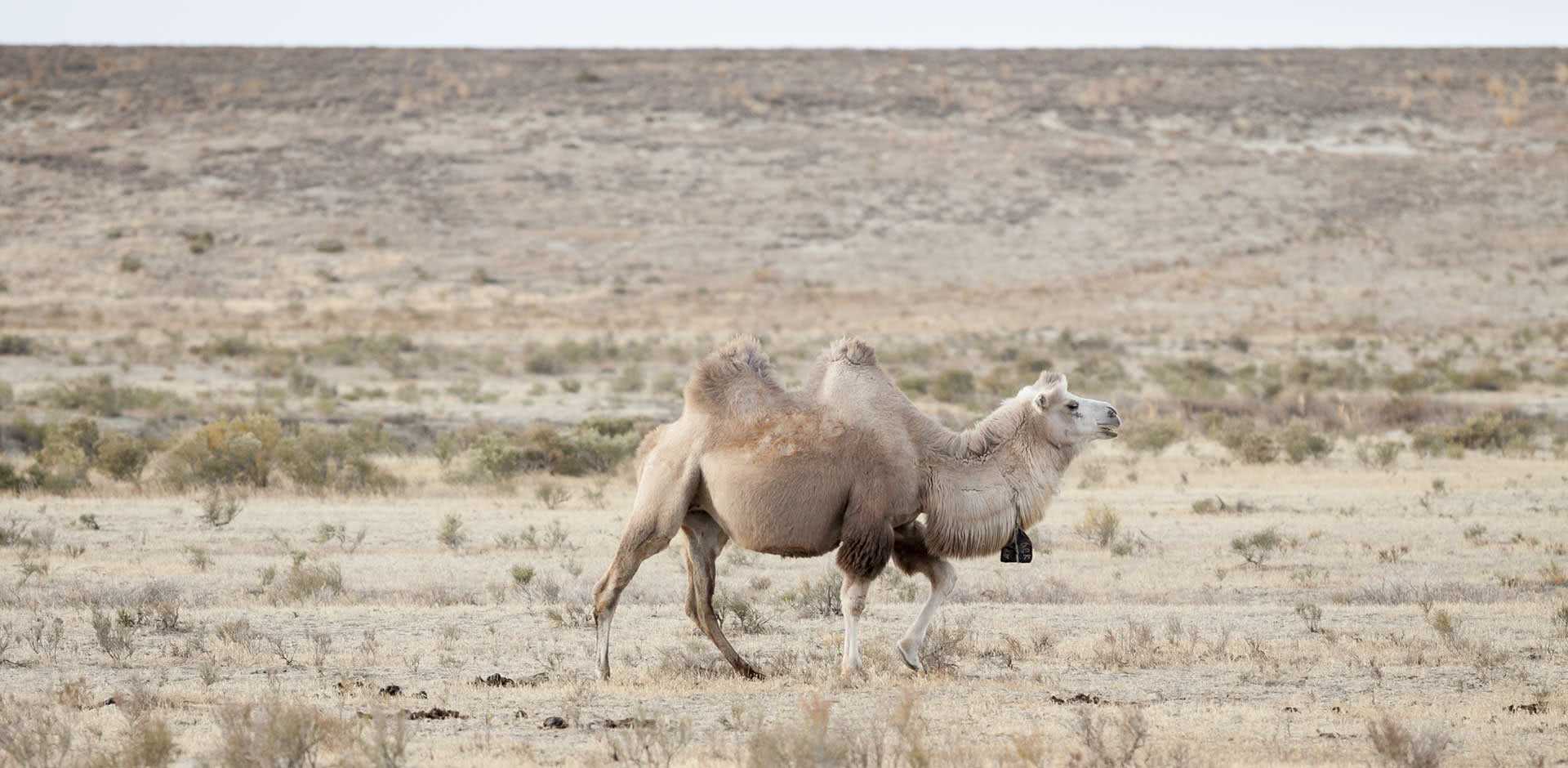 Aral Sea