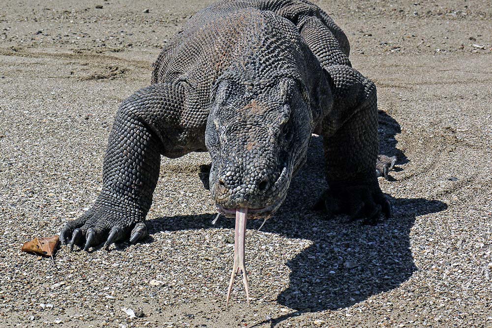 Walking with Dragons - Travelogues from Remote Lands
