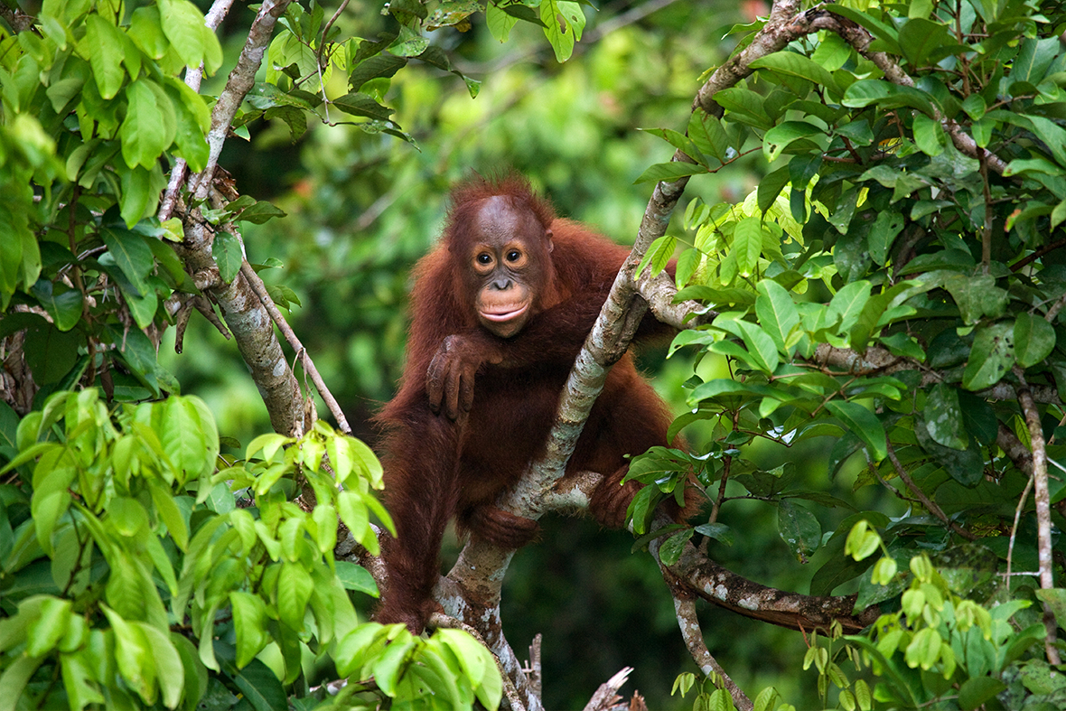 Kalimantan