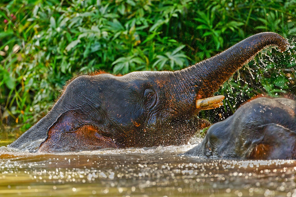 Kinabatangan River