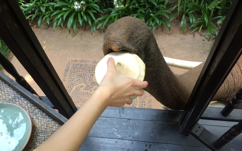 Well deserved refreshment for my elephant