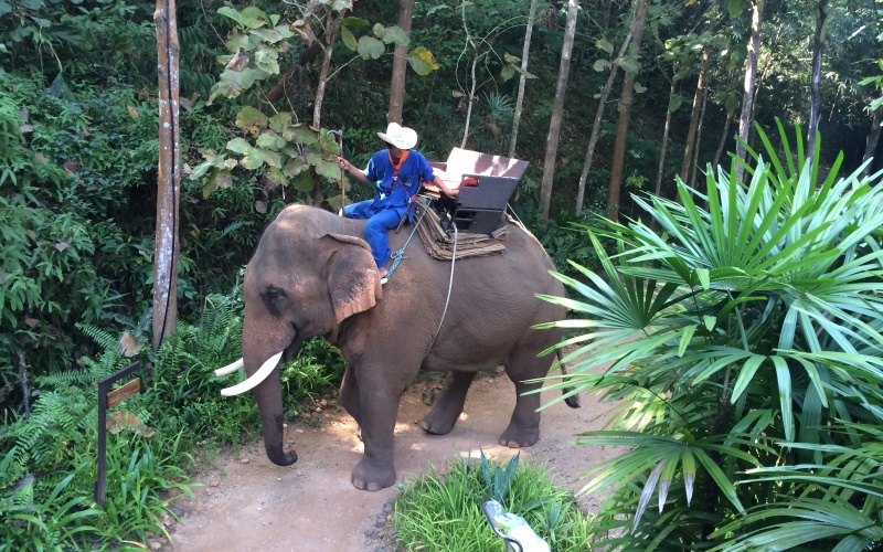 My elephant takes his leave - while I enjoy some Thai wine