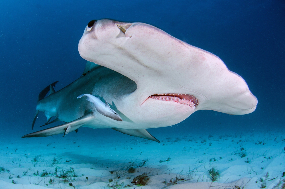 Hammerhead.jpg
