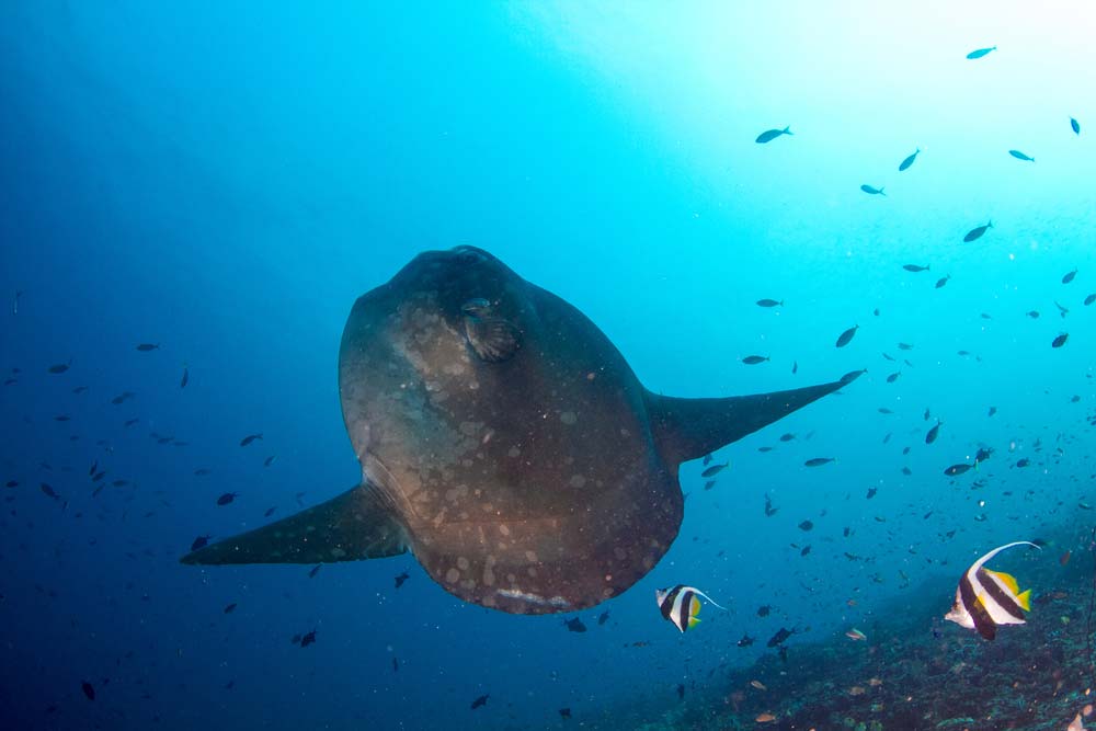 Mola-Mola-Bali.jpg