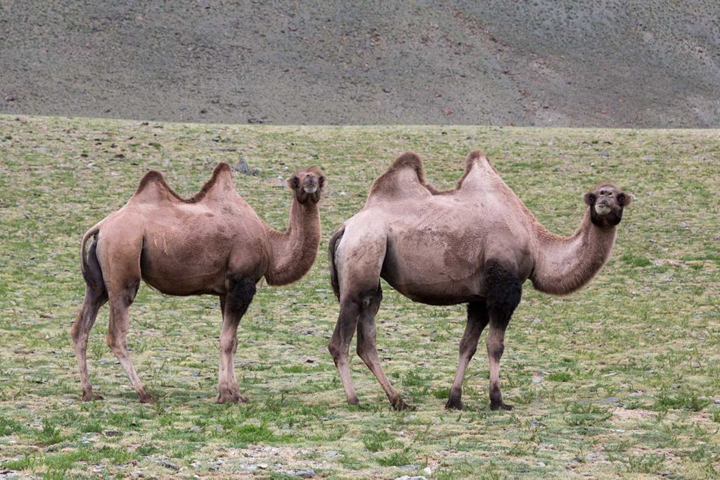 Sair_camels-1024x682
