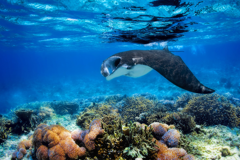 manta_ray.jpg