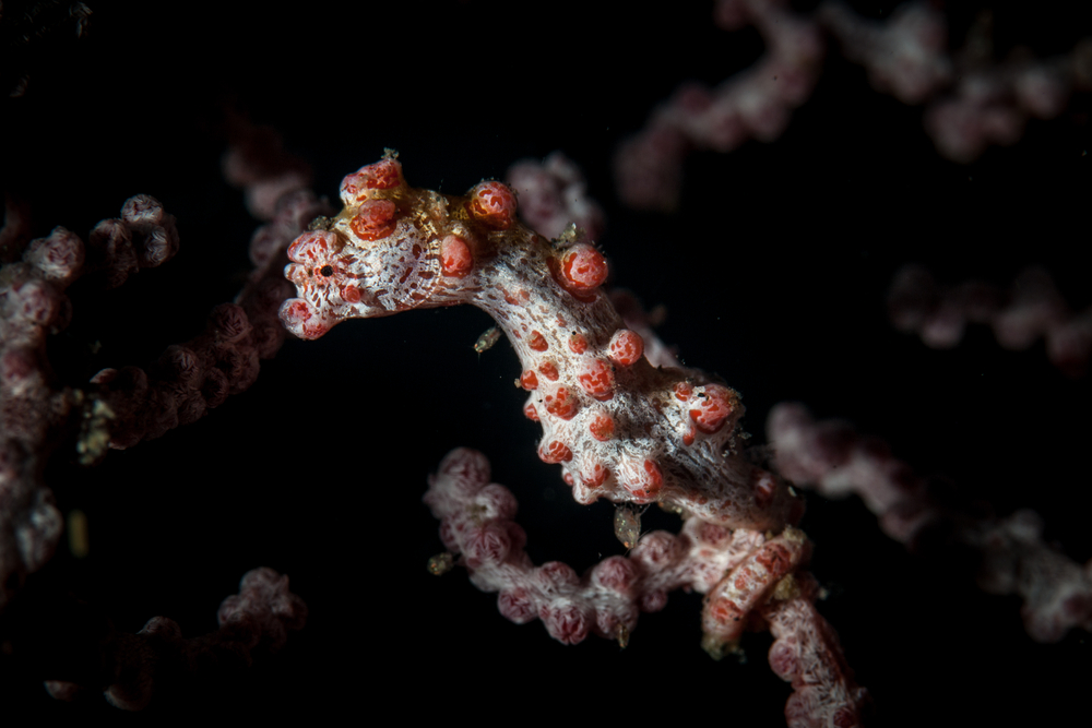 pigmy-seahorse.jpg