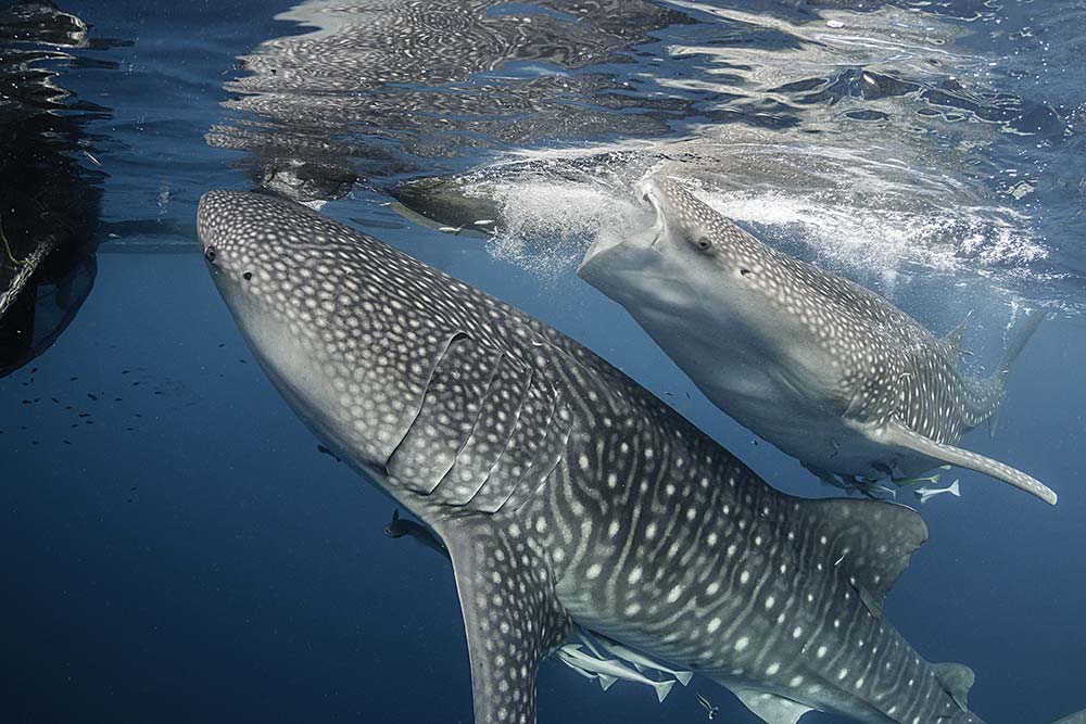 whale-shake.jpg