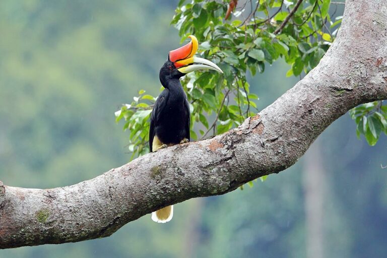 Hornbill