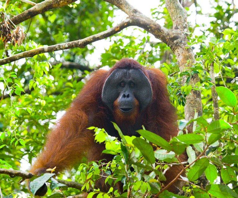 Orangutan