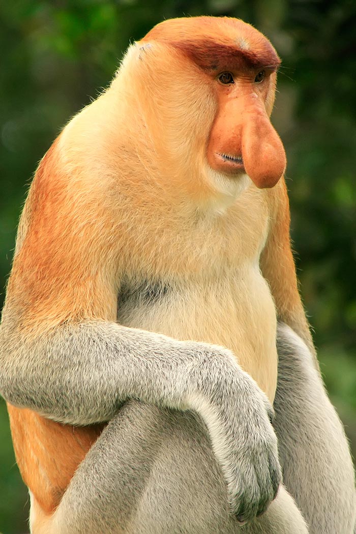 proboscis-monkey