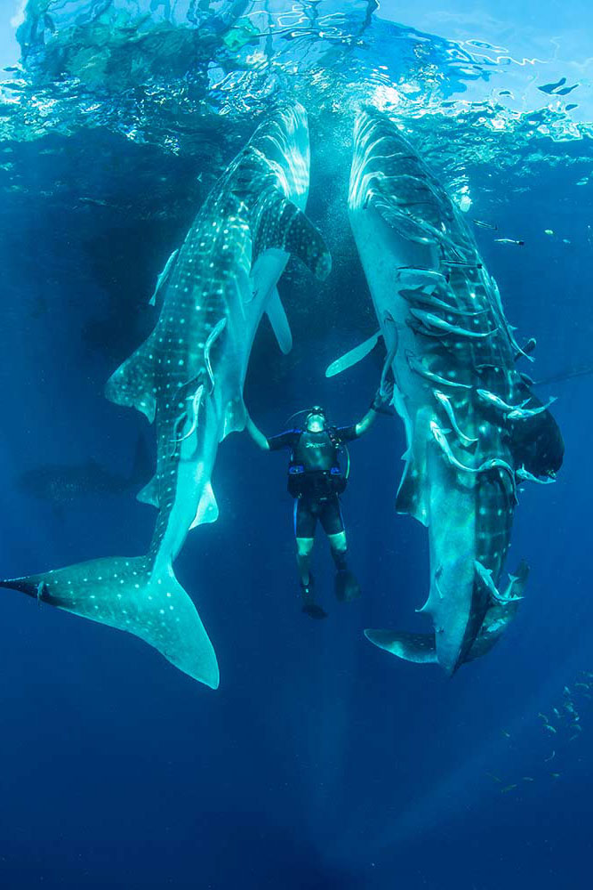 Jason_whaleshark2