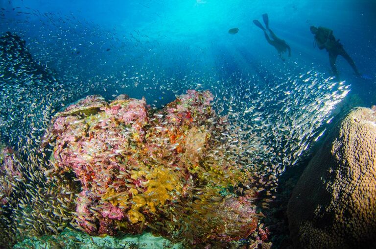 Mergui-diving